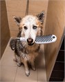 Ручной душ Hansgrohe DogShower для животных, розовый (26640560) 26640560