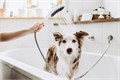 26640670 DogShower Душ для собак 150 3jet, с массажной струей, матовый черный 26640670