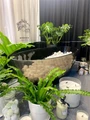 Прозрачная ванна ABBER Kristall AT9702Onyx черная AT9702Onyx